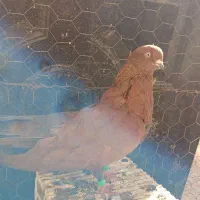 کفتر‌سرخ‌وطوقی‌فروشی