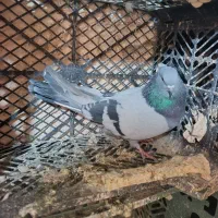 سه تا کبوتر سبز وترکیه