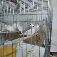 پرنده نرگسی