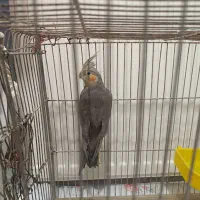 جفت مولد عروس هلندی سالم وجوان|پرنده|محمدشهر, شهرک پیام (مهرالبرز)|دیوار