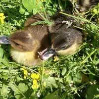 دو عدد اوردک