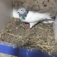 کفتر سپه ماده