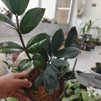 گلفروشی انلاین|گل و گیاه طبیعی|پیر بکران, |دیوار