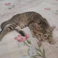 گربه|گربه|بندر انزلی, انصار الحسین|دیوار