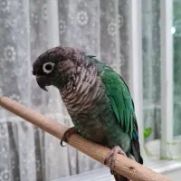 گرینچیک|پرنده|تهران, جنت‌آباد مرکزی|دیوار