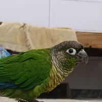 گرینچیک گم شده