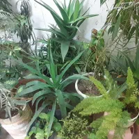 گل های فروشی