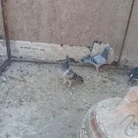 کفترپلاکی|پرنده|شیراز, جوادیه|دیوار