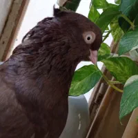 کبوتر آبادانی ماده|پرنده|شیراز, تاچارا|دیوار