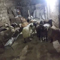 بره14|حیوانات مزرعه|کوهدشت, |دیوار