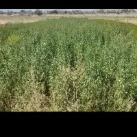 نهالستان تازه کند اخوند|خدمات باغبانی و درختکاری|یامچی, |دیوار