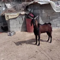 یه کهره نر دوساله چاق چاق