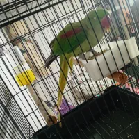 شاه طوطی اهلی|پرنده|خوی, |دیوار