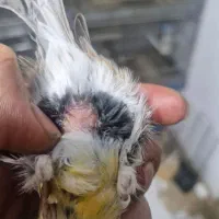 قناری ماده اوپال آماده آماده|پرنده|تهران, سردارجنگل|دیوار