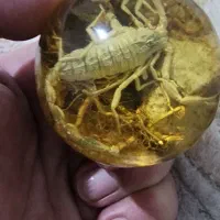 گوی کهربا عقرب نشان جنگل‌ استوایی