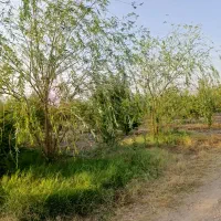 1250متر باغ شهری حسن آباد سنجرلو داخل مجموعه|فروش زمین و ملک کلنگی|مرودشت, ثبت احوال|دیوار