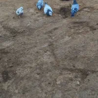 کبوتر پرشی زوردار|پرنده|گوآور, |دیوار