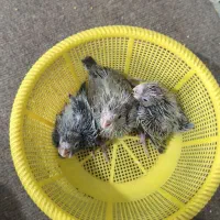 جوجه عروس هلندی