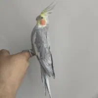 عروس هلندی نر دستی