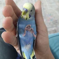 گمشده
