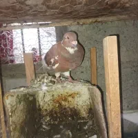 کفتر پلاکی ایرانی پاکستانی جمله