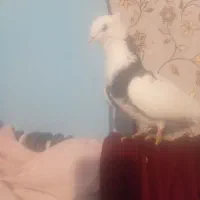 کفتر|پرنده|نوشین شهر, |دیوار