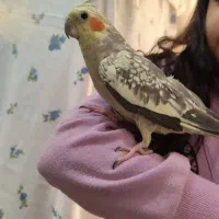 جفت عروس هلندی لوتینو معاوضه با دوچرخه|پرنده|پاکدشت, پاکدشت (مامازند)|دیوار