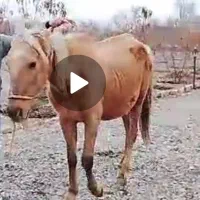 نریان ترکمن کورسی با مدرک|اسب و تجهیزات اسب‌سواری|مشهد, شهرک صنعتی توس|دیوار