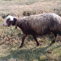 میش آبستن|حیوانات مزرعه|زاغه, |دیوار