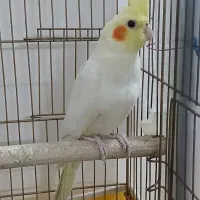 عروس عروس ۳ ماهه