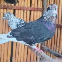 ماده افشان رنگی|پرنده|بندر ترکمن, |دیوار