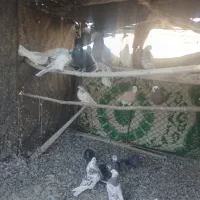 تعدای کبوتر|پرنده|قره چای, |دیوار