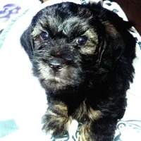 سگ شیتزو تریر