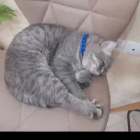 گربه نر بریتیش اماده جفت گیری|گربه|یزد, |دیوار