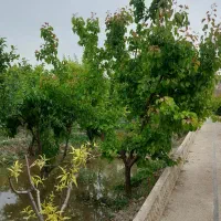 باغ-چهاریواری