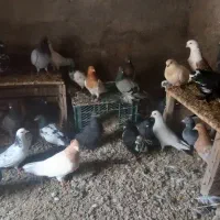 28عدد کبوتر پروازی و بازیدار سالم همشون ضمانتی