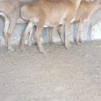 سه راس میش چینی جوون مخصوص داشت