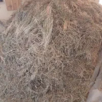 علوفه خشک خردشده