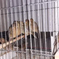 قناری|پرنده|تبریز, |دیوار