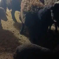 تعداد 7راس میش