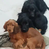 فروش توله کوکر