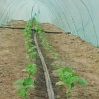 خیار اماده نیم هکتار. کاشته شده . روستا شرکت نفت