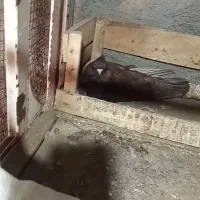 کبوتر|پرنده|امیدیه, |دیوار