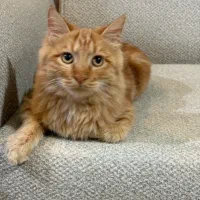 گربه نر ۵ماهه موبلند خوشگل