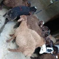 بره نره مهربان۲۵ عدد