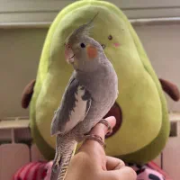 عروس هلندی رام