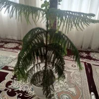کاج مطبق