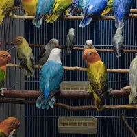 طوطی برزیلی در رنگ های خاص