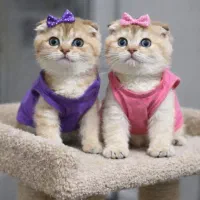 بچه گربه های اسکاتیش بریتیش