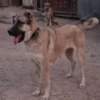 واگذاری ماده|سگ|پاکدشت, پاکدشت (مامازند)|دیوار